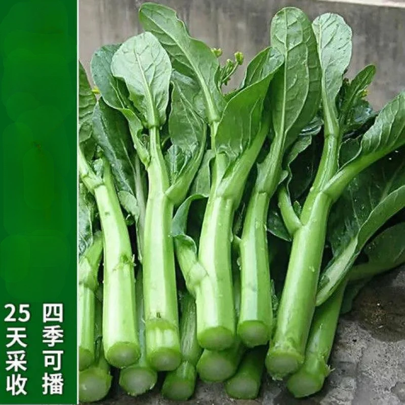 天四季甜菜心种子盆栽田园佳品绿蔬菜苔广东油青甜菜心青菜庭院