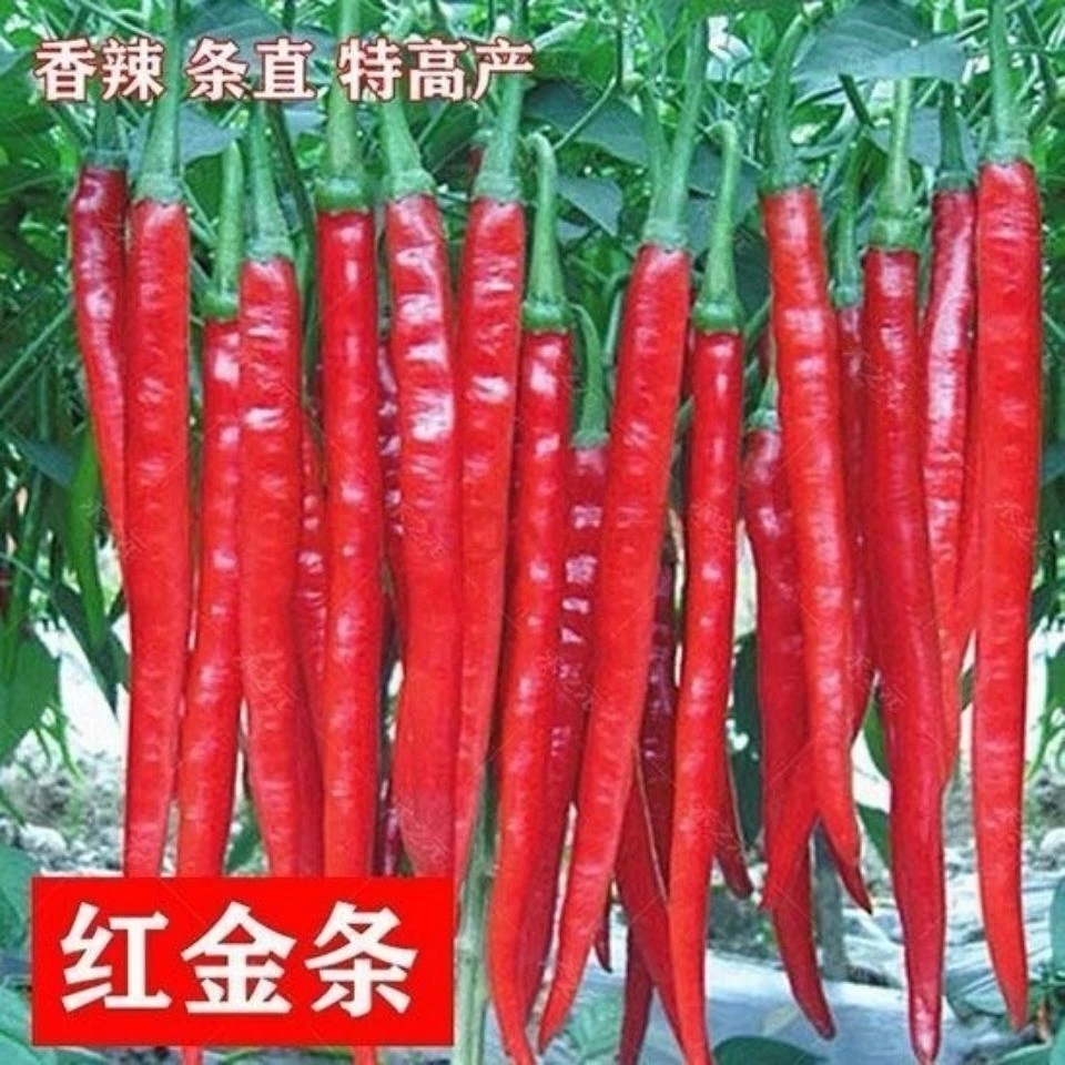 线椒种子红辣椒种子早熟四季播干椒顺直干鲜两用