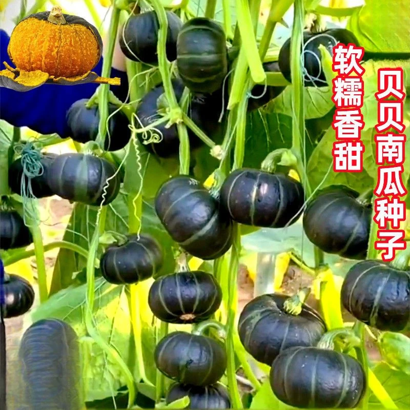 贝贝南瓜种子板栗味迷你小南瓜软糯香甜农家蔬菜种子春季播种