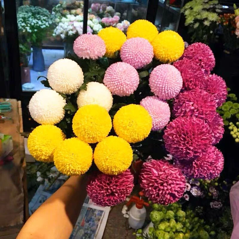 乒乓菊菊花种子花籽球行四季易种活室内外阳台鲜花盆栽种子