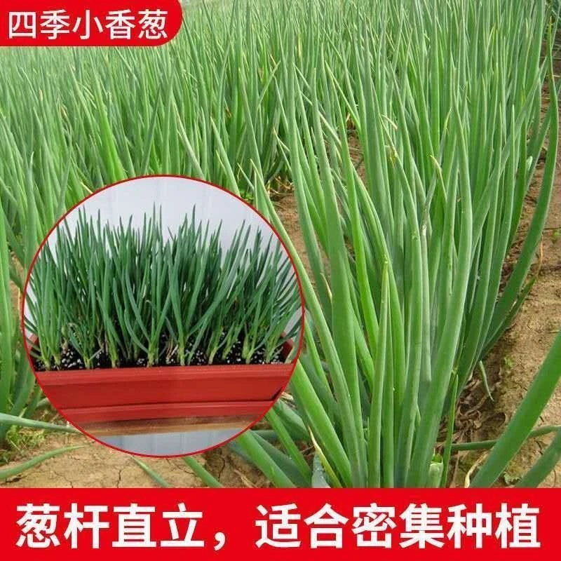 四季小香葱种子室内外阳台庭院种植蔬菜种子大庭院