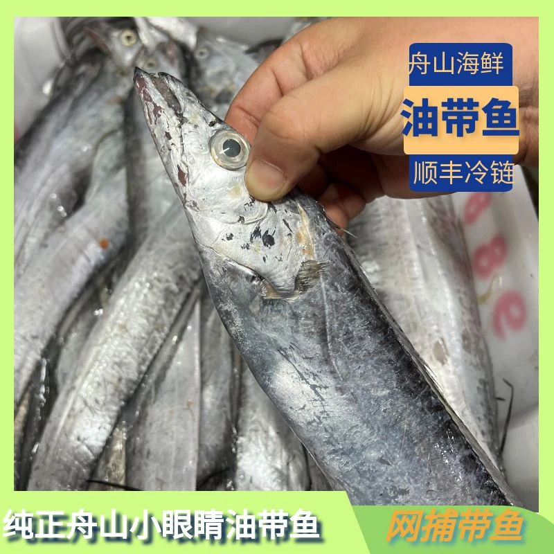 【雷达网顶油带】纯正舟山新鲜东海小眼睛带鱼 整条带鱼 油香四溢