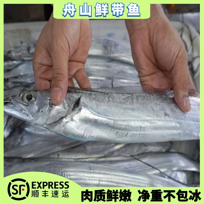 【顶带】舟山新鲜东海野生带鱼鹰嘴小眼睛带鱼  正宗的东海海鲜7