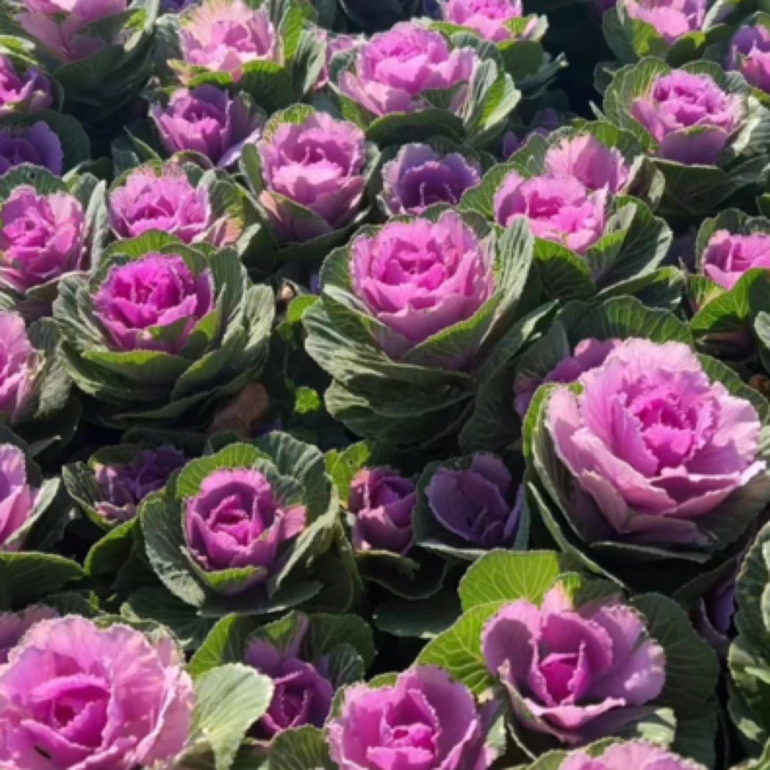 多头玫瑰羽衣甘蓝盆栽庭院花卉耐寒耐热多年生可养老桩