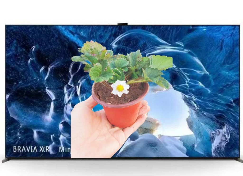 牛奶草莓盆栽可食用草莓带花带果发货阳台庭院新鲜活植物盆栽