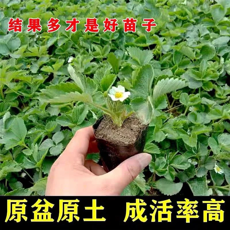 带土发货四季草莓苗可食用奶油大果盆栽阳台南北方种植当年结果