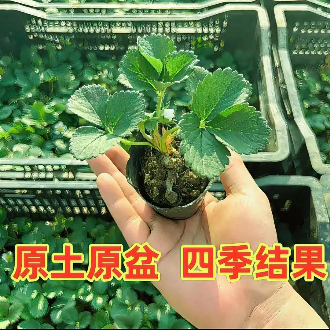 【30天结果】四季奶油草莓苗原盆原土扎根带土球南北方阳台种植