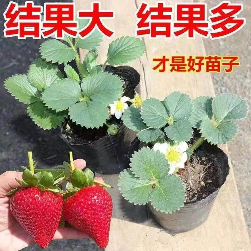 四季草莓苗盆栽原盆食用花卉植物冬季耐寒开花阳台易活绿植