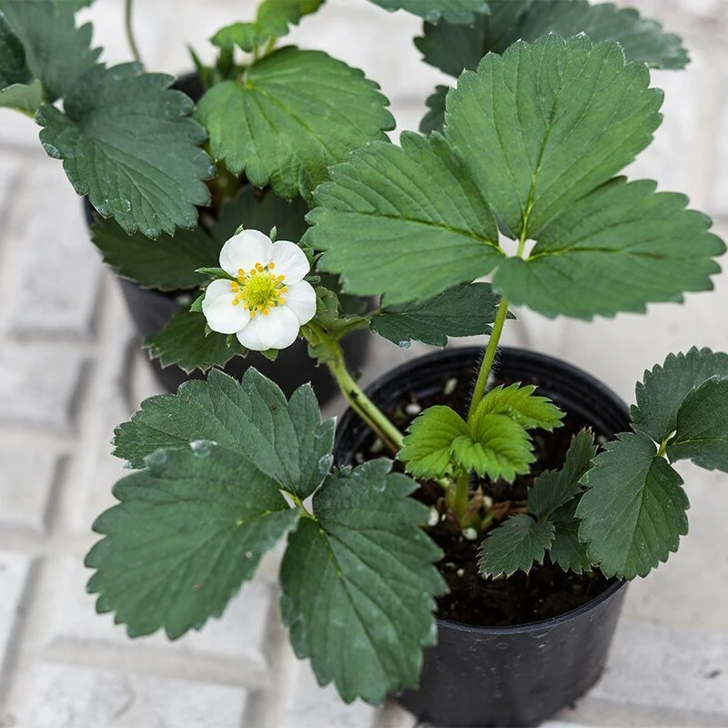栽植草莓苗带盆送肥料四季结果奶油草莓苗盆栽品种
