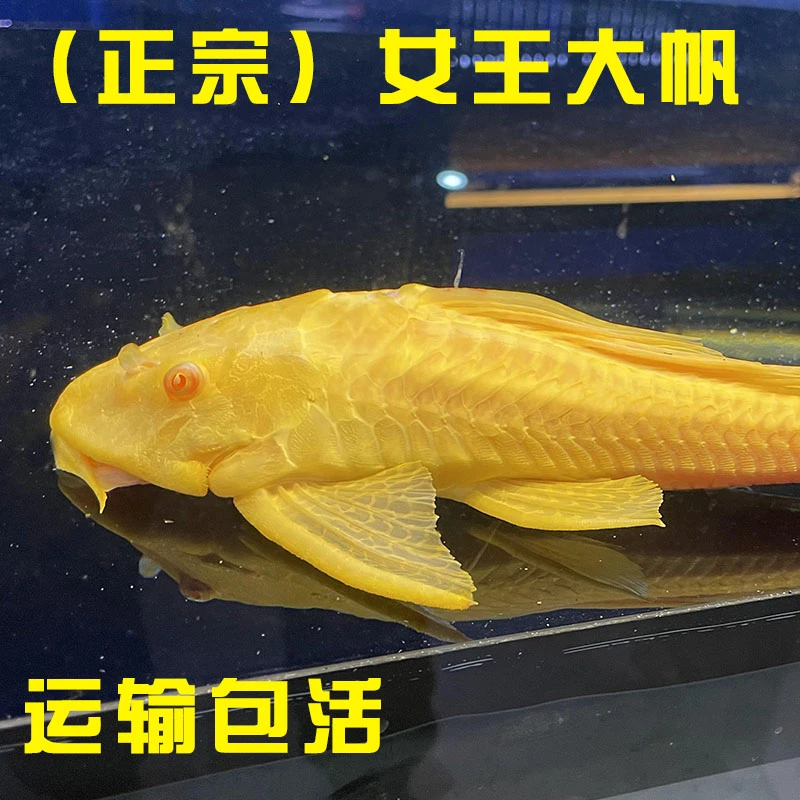正宗红眼女王大帆清道夫鱼活体异形热带鱼鱼缸清洁工鱼清理藻类粪