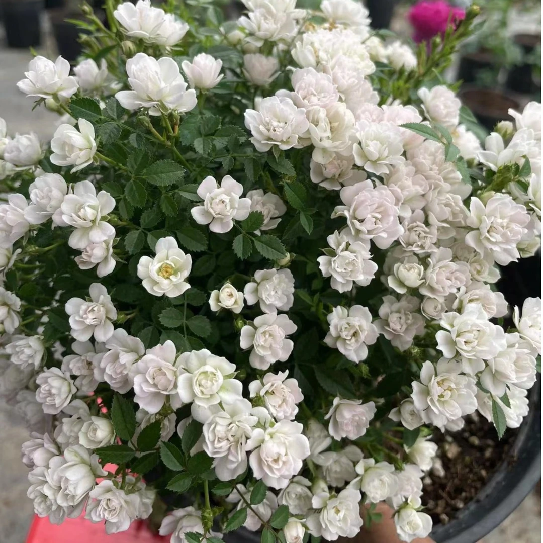 超微月季，1加仑根接苗，姬桃白，原盆原土发货