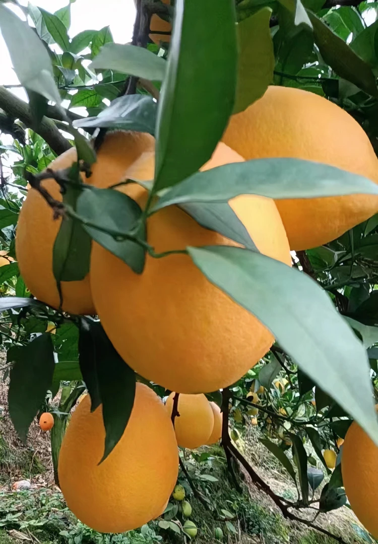 榕江脐橙  个大  清甜多汁水果橙子
