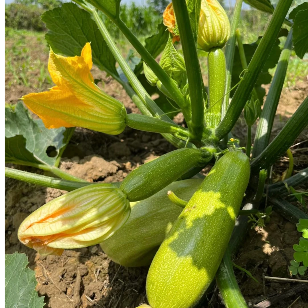 【云南优质】新鲜西葫芦云南小瓜三月瓜当季时令蔬菜新鲜采摘小瓜