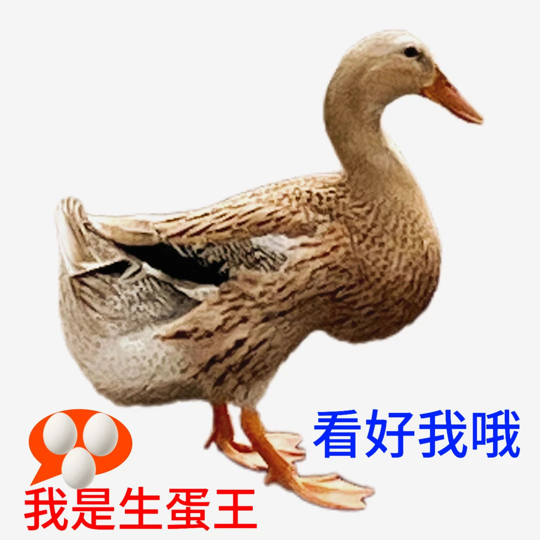 正宗农村野外放养青年鸭稻田散养蛋鸭麻鸭可生蛋吃肉顺丰包邮包活