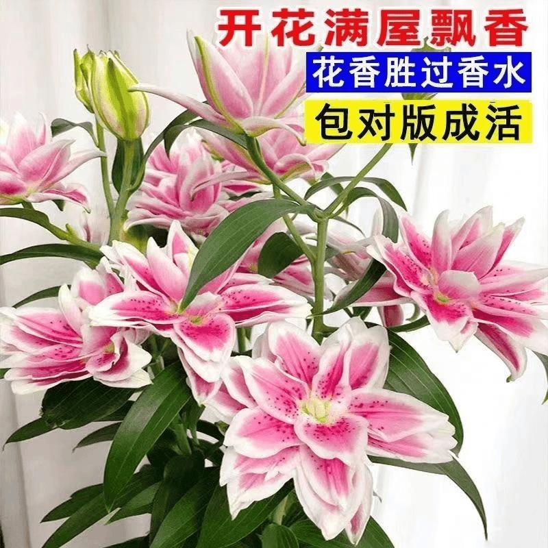 进口香水百合种球大重瓣四季开花室内盆栽观花植物鲜花好养活花卉