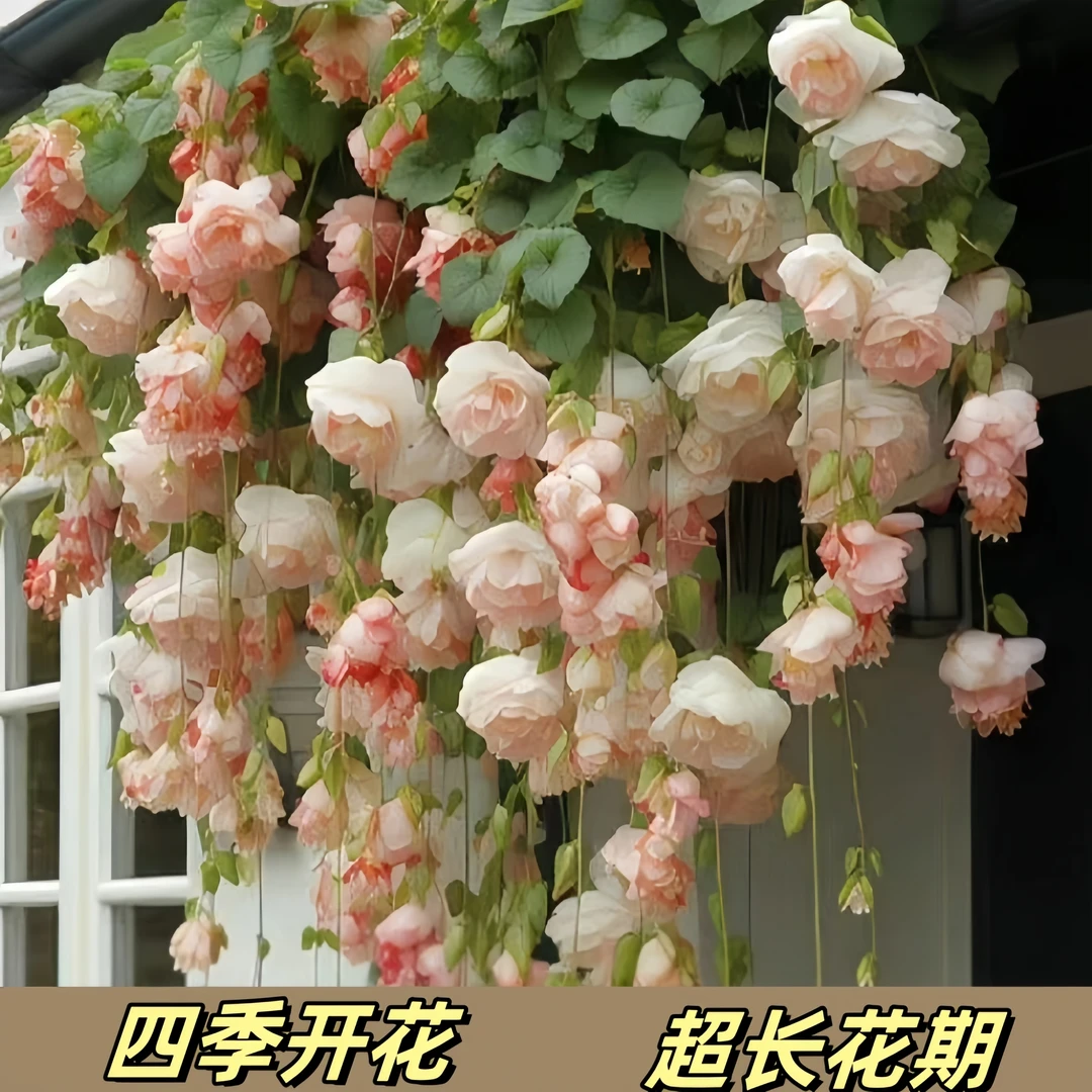 【浓香】海棠吊兰垂丝盆栽室内外阳台花卉好养爬藤植物重瓣四季好养