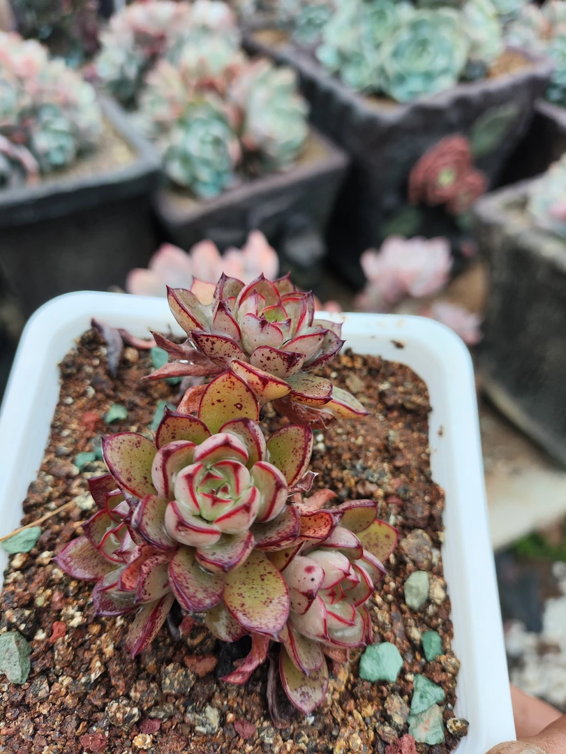红袖添香5厘米左右栽一盆多肉植物,实物和展示有差别介意勿拍