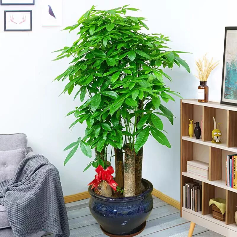 直播间一物一拍大型发财树基地直发新店开业新房广州家里送礼