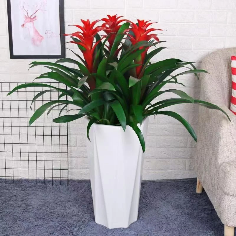 鸿运当头盆栽花卉小红星室内前台好养园艺凤梨花办公室客厅阳台