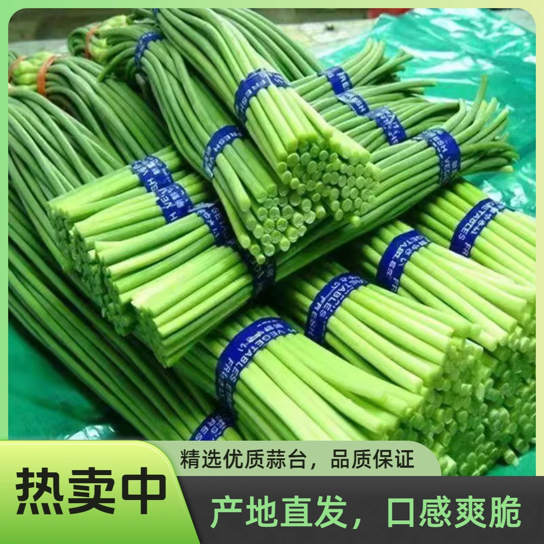 2024现摘蒜薹新鲜现发鲜嫩红帽蒜薹