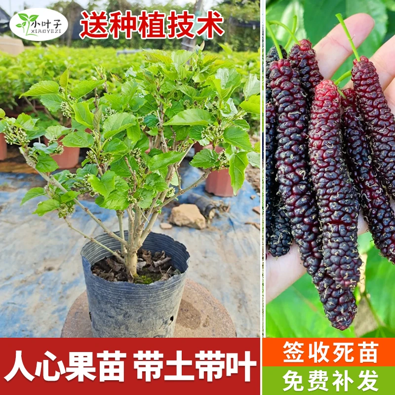对版桑葚嫁接果树苗长果桑葚大十果树苗地栽苗带土带叶发货包邮