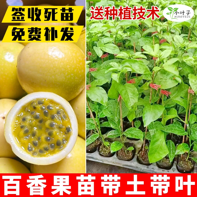 【爆款百香果嫁接苗】黄金百香果树苗满天星百香果庭院盆栽种植树苗