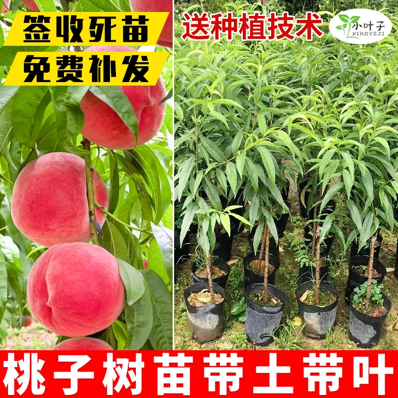 桃子桃树苗鹰嘴桃树苗水蜜桃树苗鹰嘴桃带土发货嫁接苗木果树苗