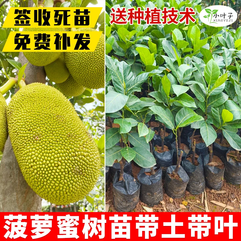嫁接菠萝蜜苗马来西亚榴莲蜜果苗种植带土培育果树苗直播出售苗木