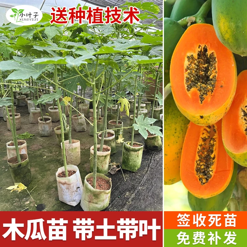 广西木瓜苗水果农业红心木瓜苗营养杯带土带叶发货四季可庭院种植