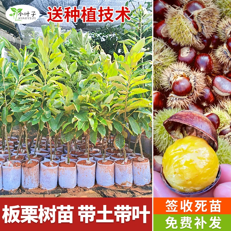 板栗苗大红袍板栗嫁接苗地栽苗阳台庭院四季种植营养杯苗
