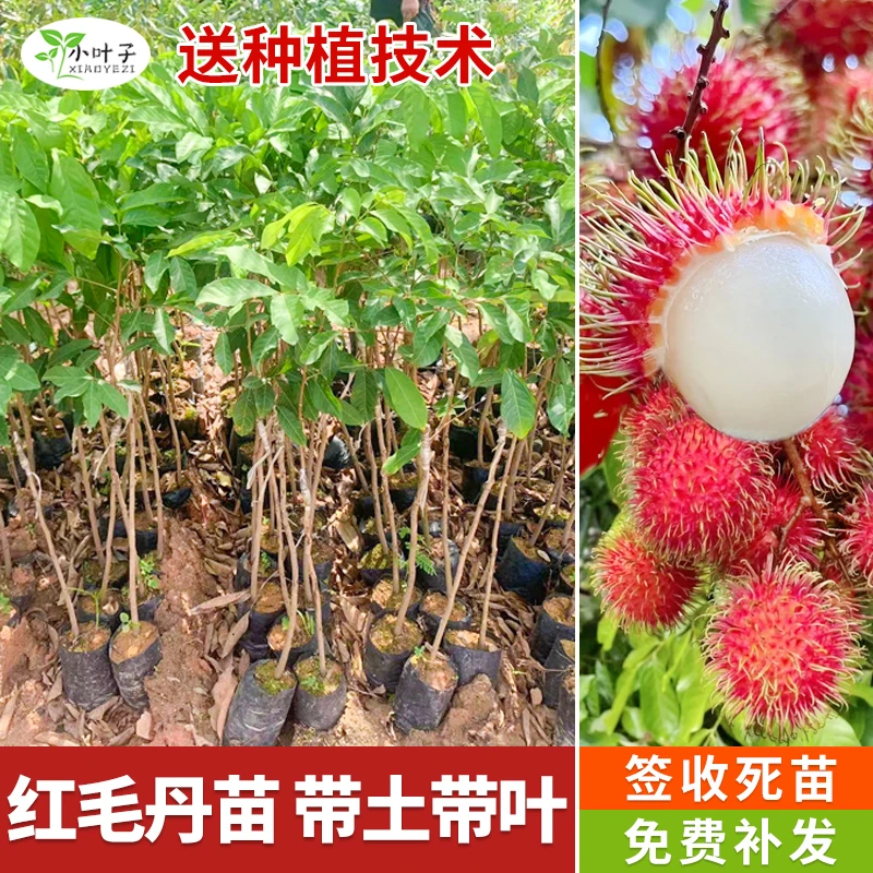 广西嫁接红毛丹果树苗番荔枝果苗纯甜无酸带土带叶营养杯发货包邮