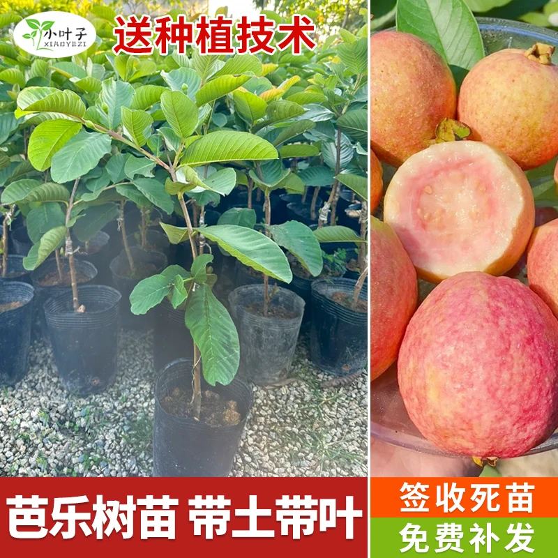 【中秋&双11】番石榴果树苗红心芭乐珍珠白芭乐带土带叶杯苗种植苗