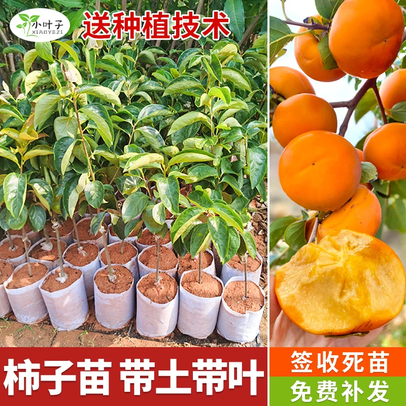 爆款嫁接脆甜柿子苗当年结果盆栽地栽庭院耐寒无核甜柿苗现挖现发