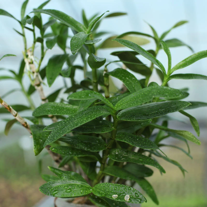 室内绿植盆栽彩叶芋链接