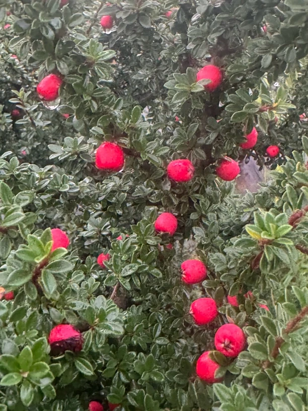 白花米叶珍珠荀子，红花米叶珍珠荀子，铁马鞭，老鹰刺