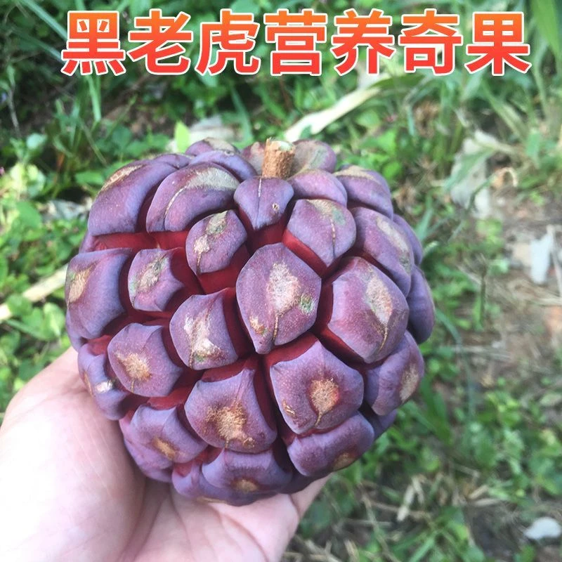 黑老虎水果新鲜布福娜果野生大血藤果冷饭团恶魔果实稀有罕见水果