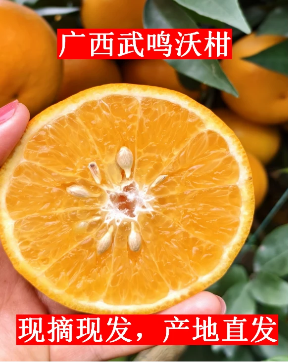【新鲜现摘】广西武鸣沃柑自家果园现摘现发皮薄多汁香甜无渣柑橘