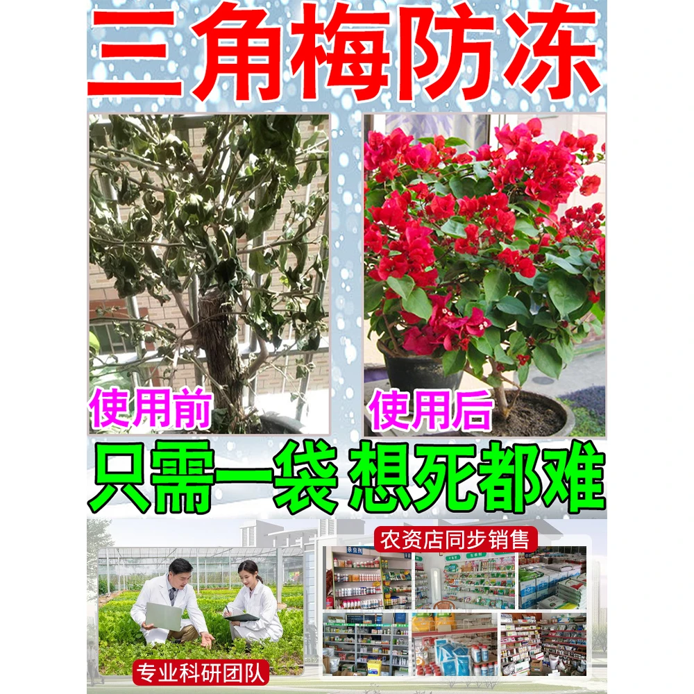 三角梅冬天植物花卉防冻液抗冻防寒保温罩棉防掉叶耐倒通用营养液