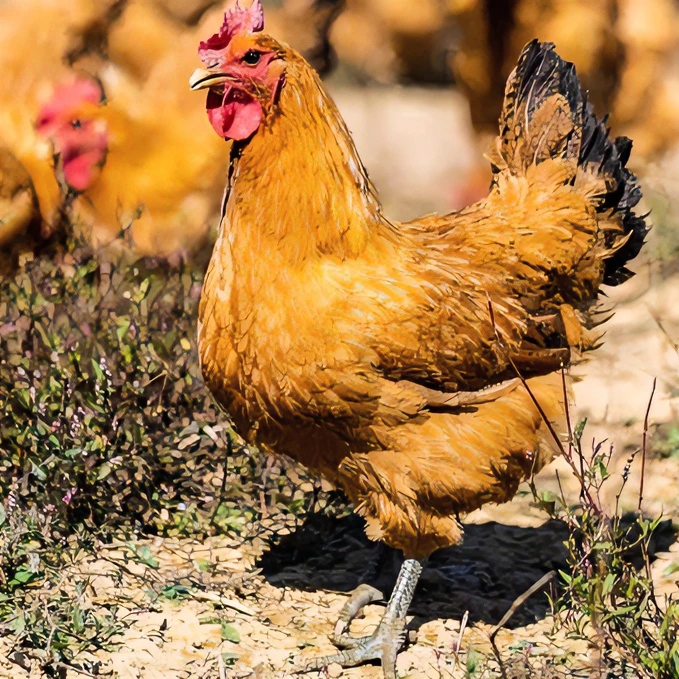 3只毛重9.5斤净重6.5斤散养安徽正宗散养黄油老母鸡现杀新鲜营养