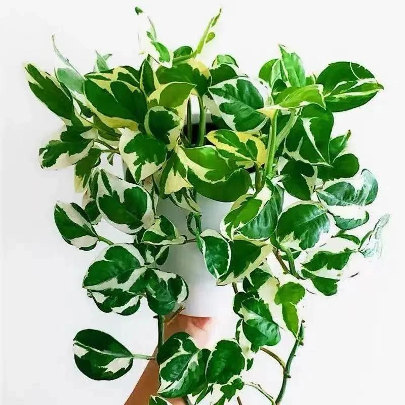 白金葛花叶绿萝雪花葛盆栽爬藤垂吊室内桌面水培好养小绿植物