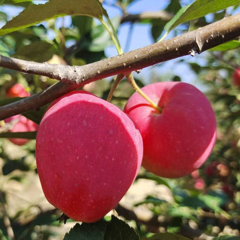 【东北鸡心果】东北鸡心果新鲜锦绣海棠果1斤3斤5斤现摘现发顺丰