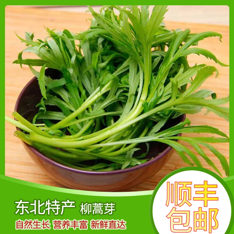 东北山野菜新鲜柳蒿芽柳叶蒿蘸酱清炒山野菜1斤2斤3斤顺丰包邮