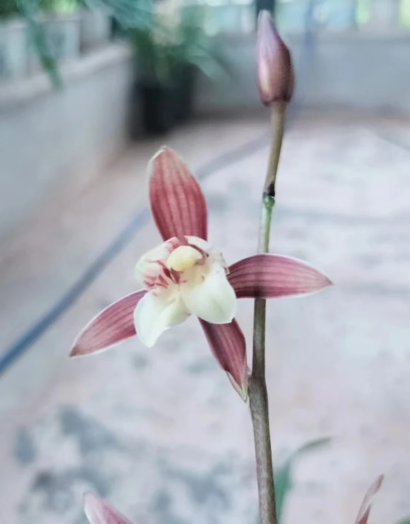 国兰秋榜兰花盆栽观赏直播间一物一拍