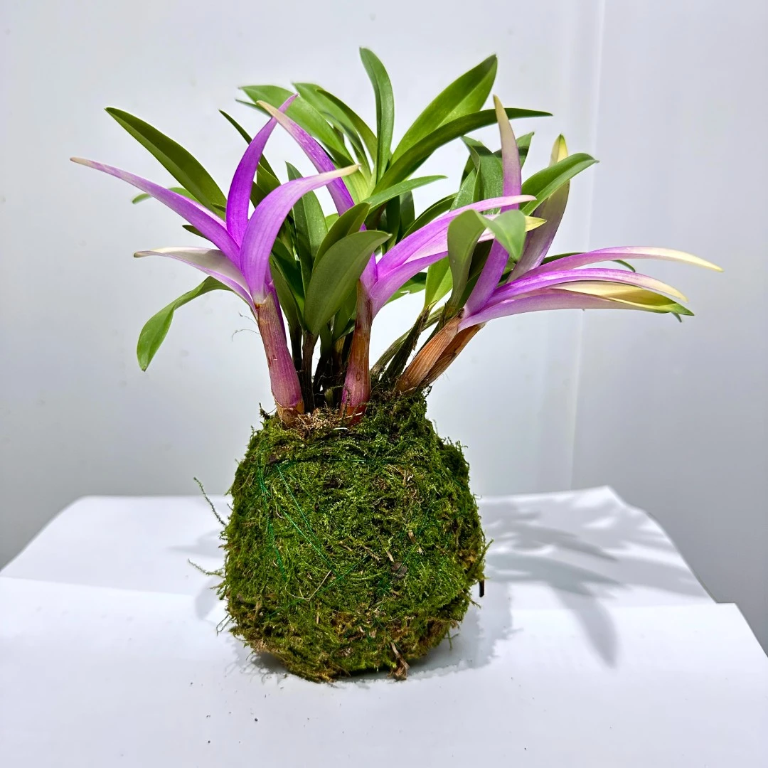 澳洲露天培育香水室内花卉迷你小盆栽绿植种植季节摆件小型懒人养