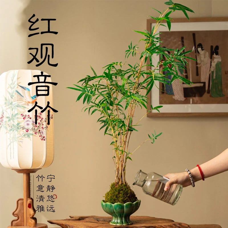 红竹竹子室内盆栽净化空气植物盆栽·客厅四季绿植花卉水培米竹