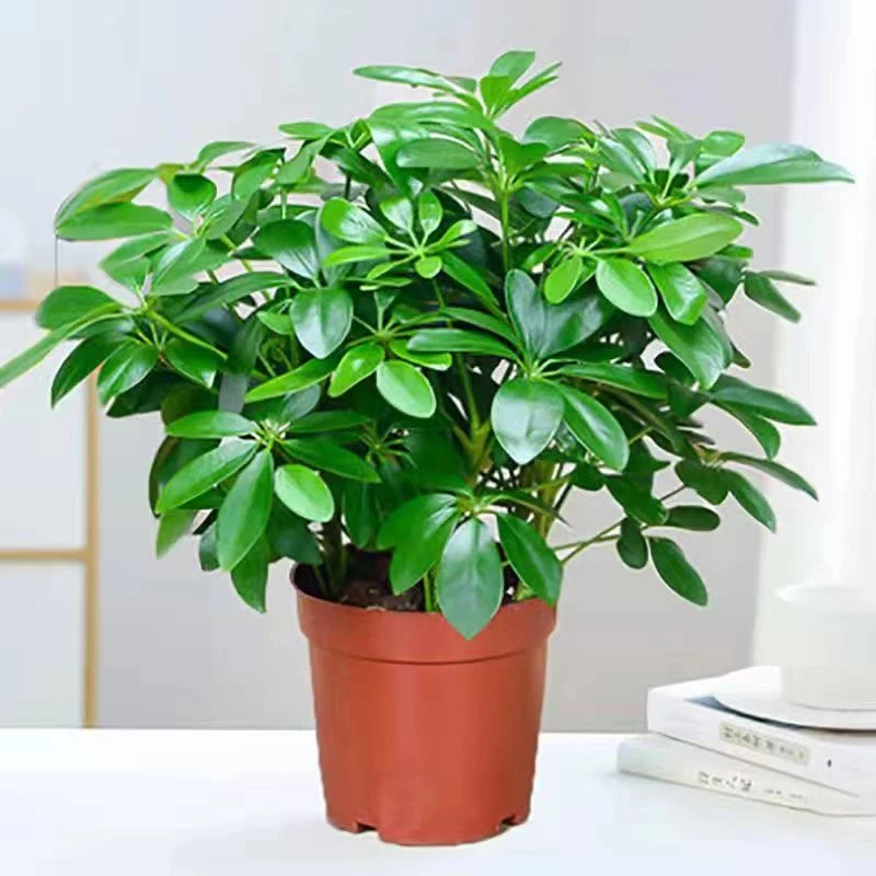 (两盆特惠)八方来财鸭脚木七叶莲室内办公室桌面花卉绿植盆栽好养
