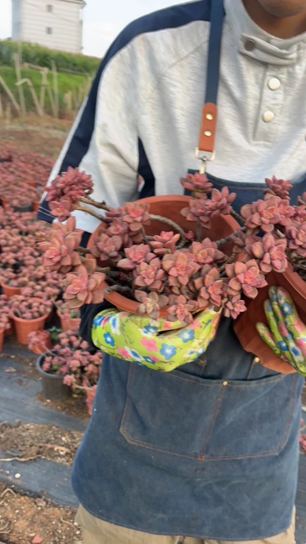 多肉植物老桩基胧月15不包整散