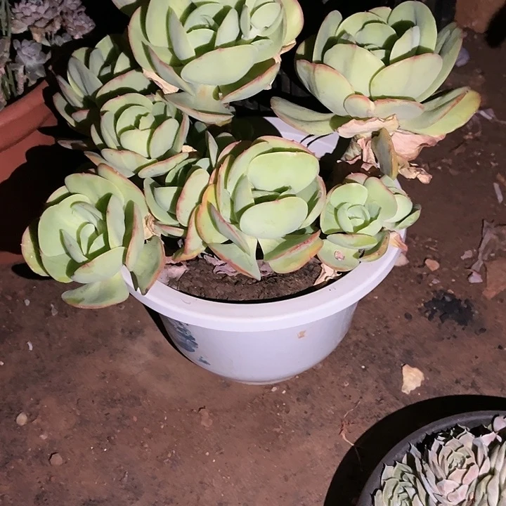 多肉植物老桩碧桃21
