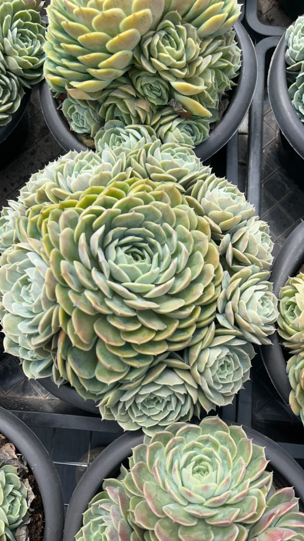 多肉植物昂斯诺好看 好养