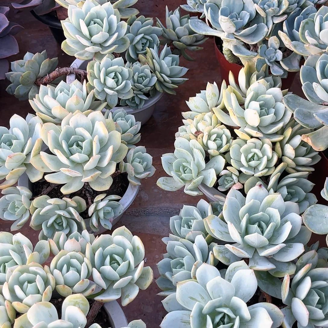 多肉植物老桩恋曲19